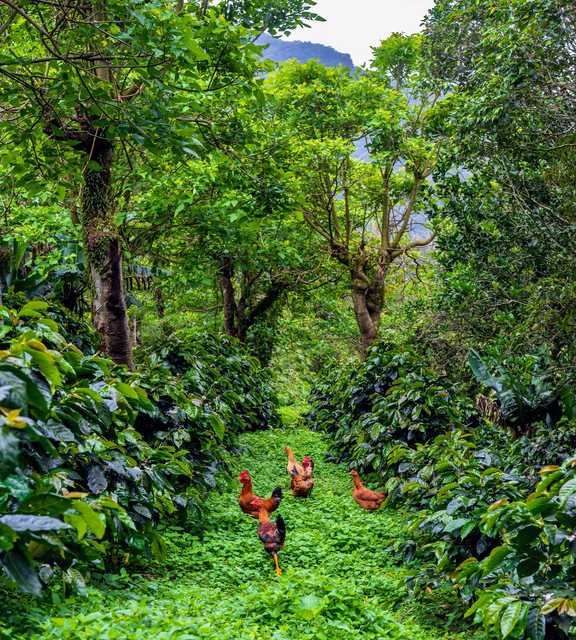 Chickens among gesha coffee plants in Panama