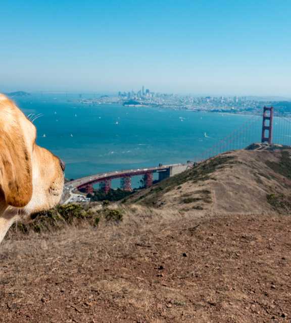 Dog in the Marin Headlands looking towards the Golden Gate Bridge