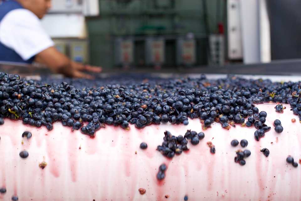 Wine