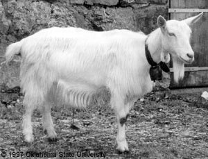 Frank LiveJournal goat