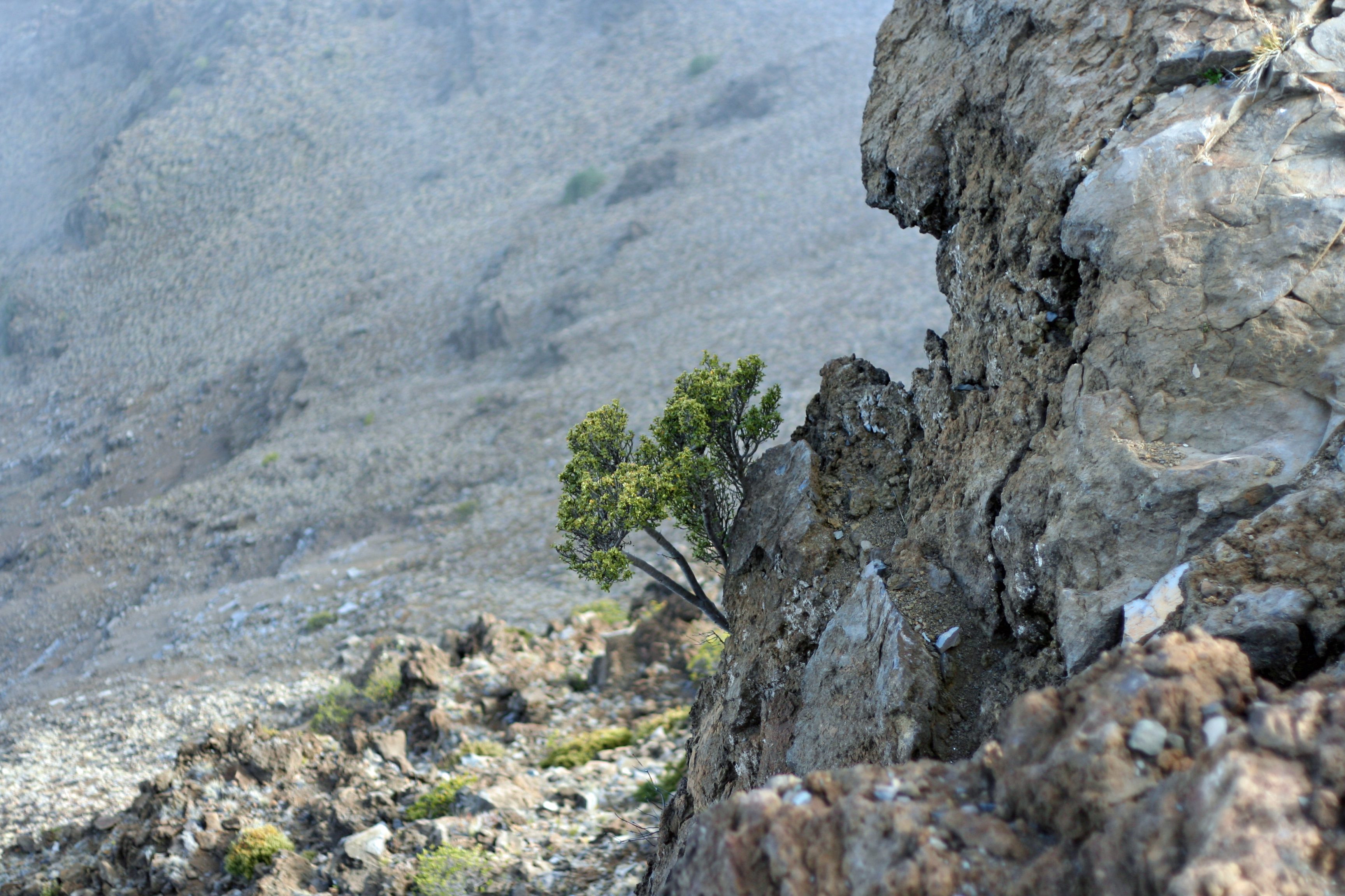 Lone tree